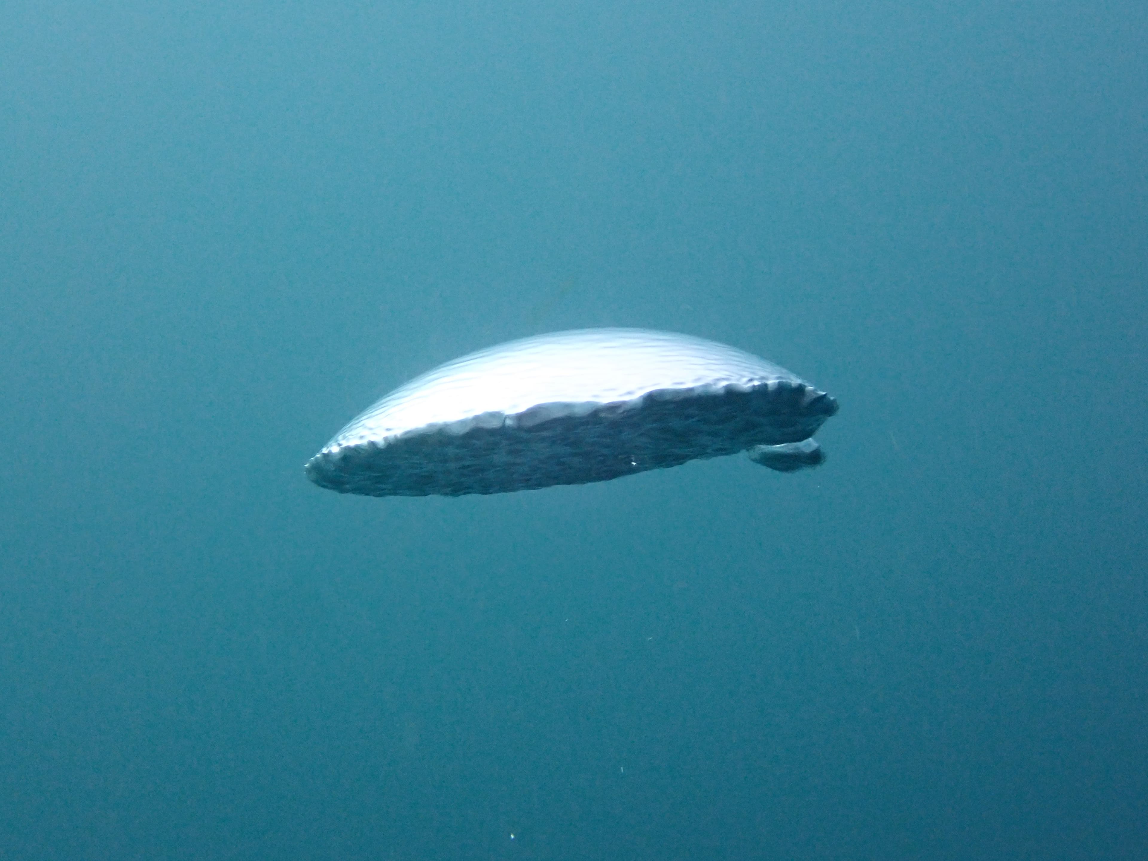 Scuba