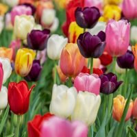 tulips, flowers, garden-3365630.jpg